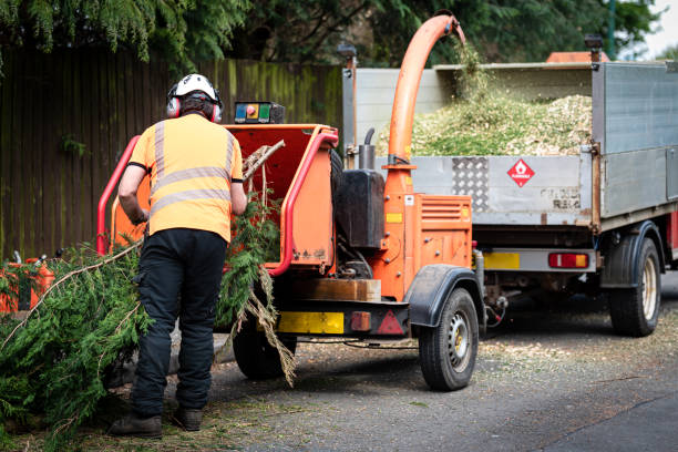 Best Tree Preservation Services  in Independence, KS