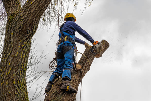 Best Tree Trimming and Pruning  in Independence, KS