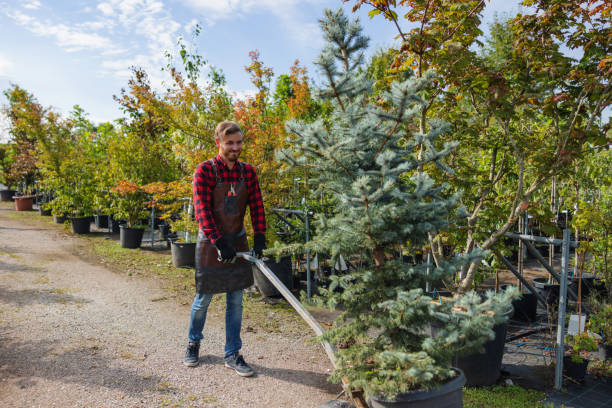 Best Hazardous Tree Removal  in Independence, KS